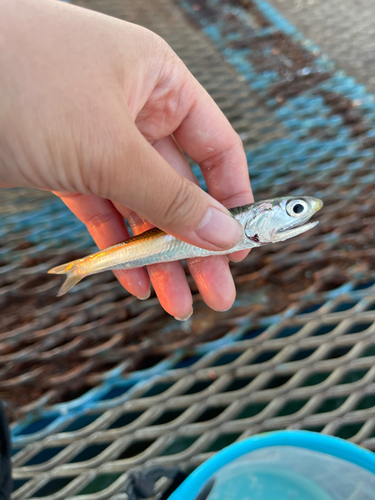 カタクチイワシの釣果