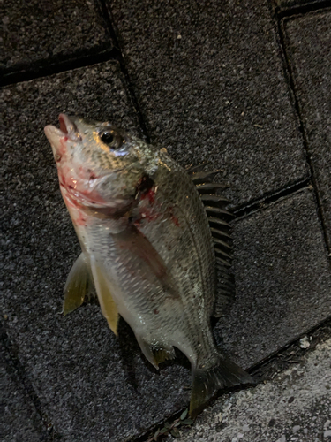 キビレの釣果