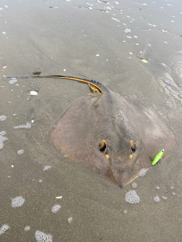 アカエイの釣果