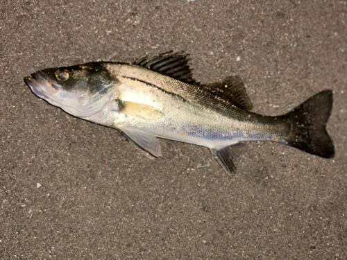 セイゴ（マルスズキ）の釣果