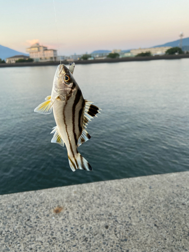 コトヒキの釣果