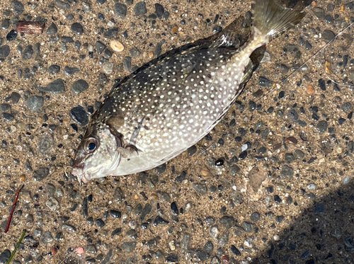 アイゴの釣果