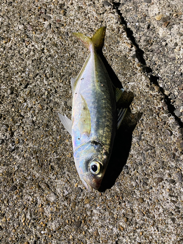 ヒラアジの釣果