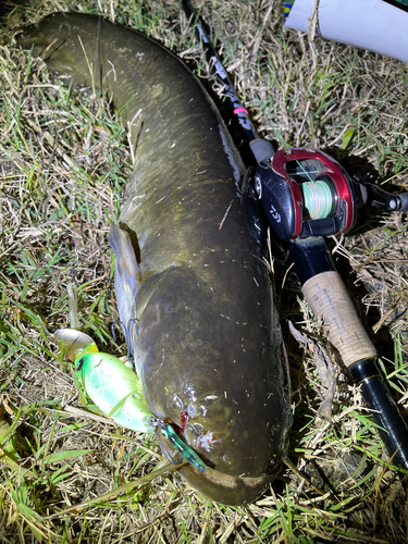 ナマズの釣果