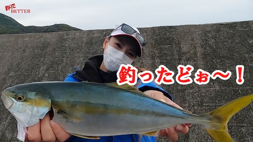 ハマチの釣果