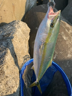 メジロの釣果