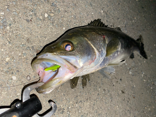 シーバスの釣果