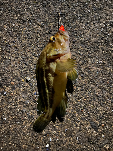 シマソイの釣果