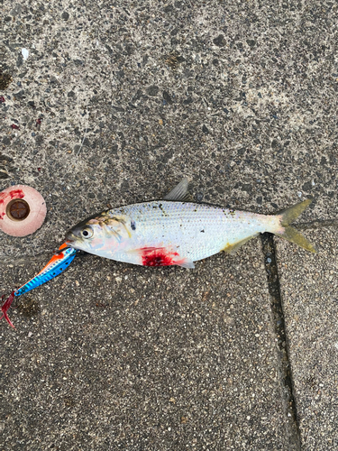 コノシロの釣果