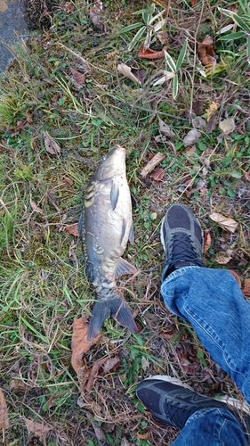 ドイツゴイの釣果