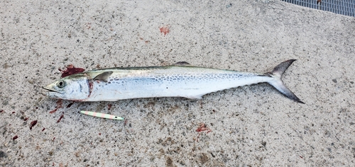 サゴシの釣果