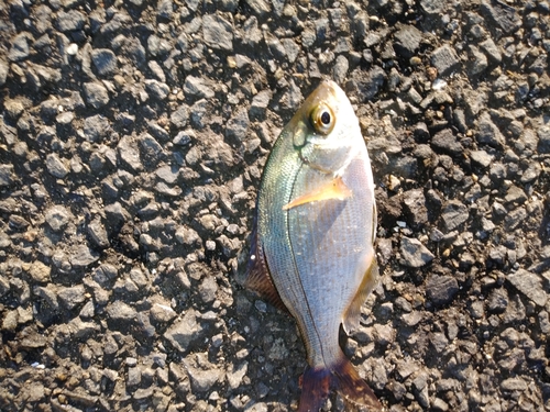 ウミタナゴの釣果