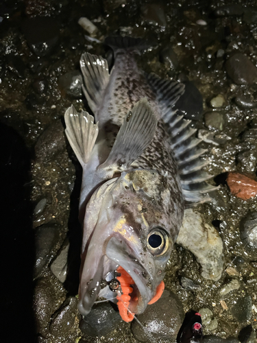 クロソイの釣果