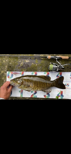 スモールマウスバスの釣果