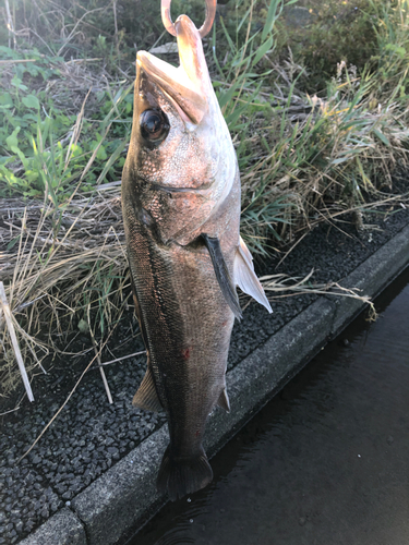 スズキの釣果