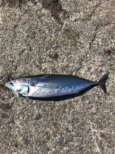 カツオの釣果