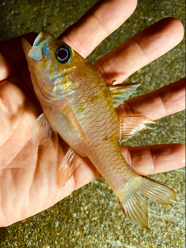 イシモチの釣果