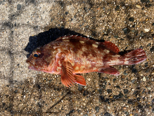 カサゴの釣果