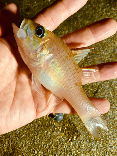 イシモチの釣果