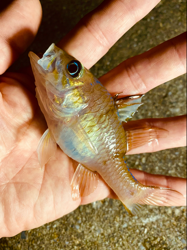 イシモチの釣果