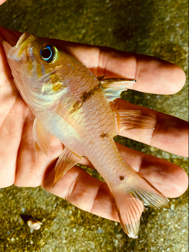 イシモチの釣果