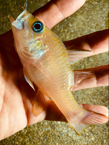 イシモチの釣果