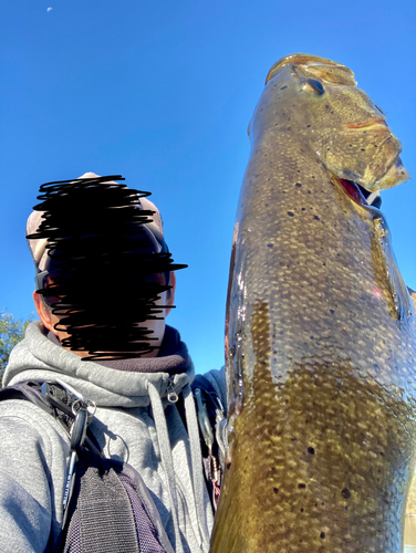 スモールマウスバスの釣果