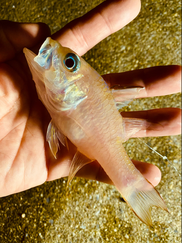 イシモチの釣果