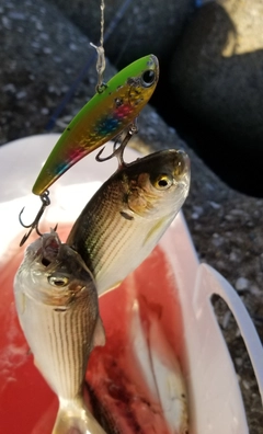 コノシロの釣果