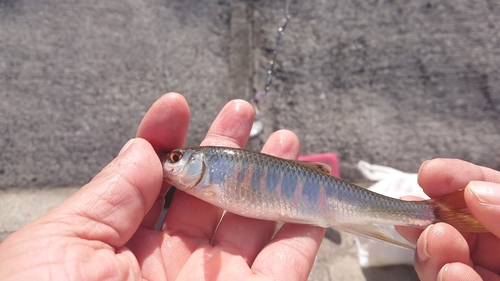 オイカワの釣果