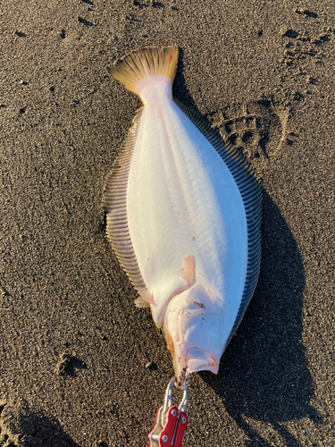 ヒラメの釣果