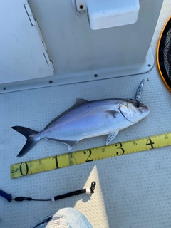 カンパチの釣果