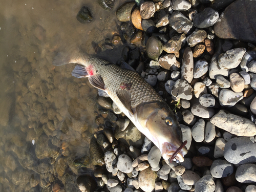 ニゴイの釣果