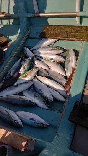 ブリの釣果