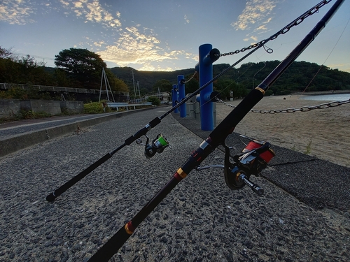 コウイカの釣果