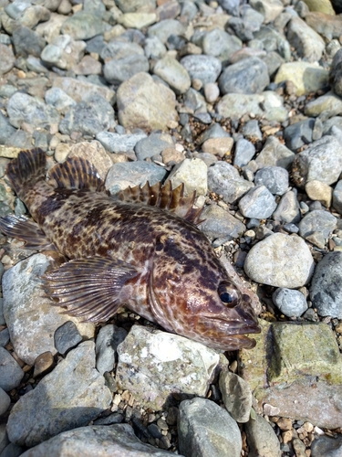 タケノコメバルの釣果