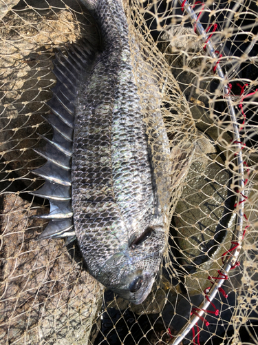 チヌの釣果