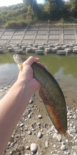 マナマズの釣果