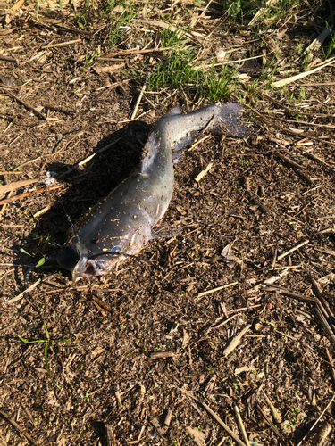 アメリカナマズの釣果