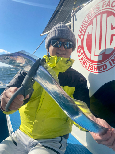 タチウオの釣果