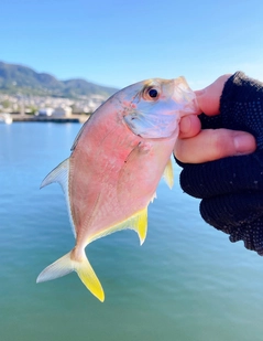 メッキの釣果