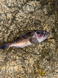 クロソイの釣果
