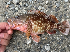 カサゴの釣果