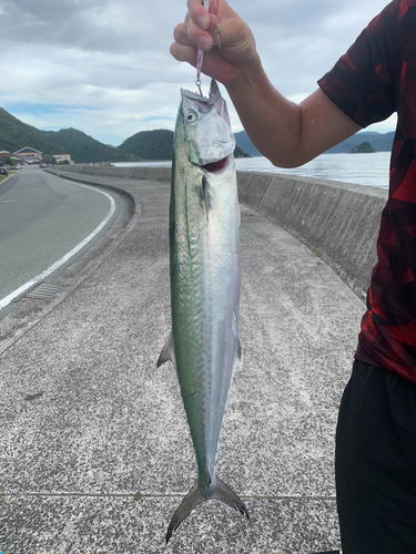 ヤナギの釣果