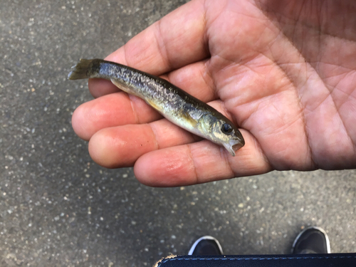 アブラハヤの釣果