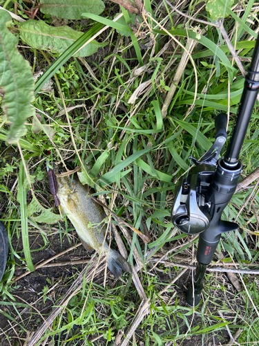 スモールマウスバスの釣果