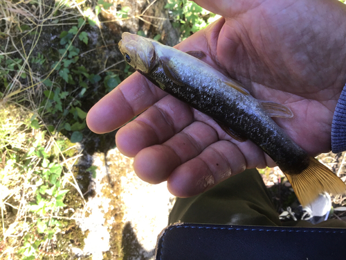 アブラハヤの釣果