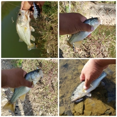 ブラックバスの釣果