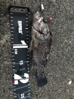 クロソイの釣果