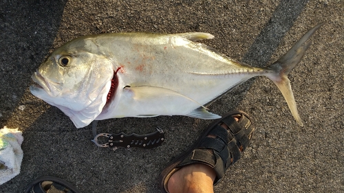 ロウニンアジの釣果